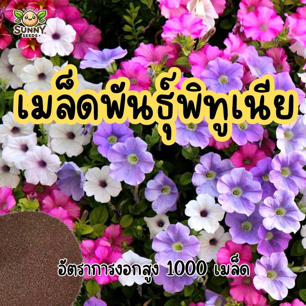 เมล็ดพันธุ์พิทูเนีย (Petunia Seeds) – คัดพิเศษงอกดี สีสด ดอกดกตลอดฤดู
