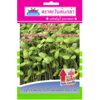 เมล็ดพันธุ์ ดอกไม้ทานตะวันเพาะงอก ตราตะวันต้นกล้า