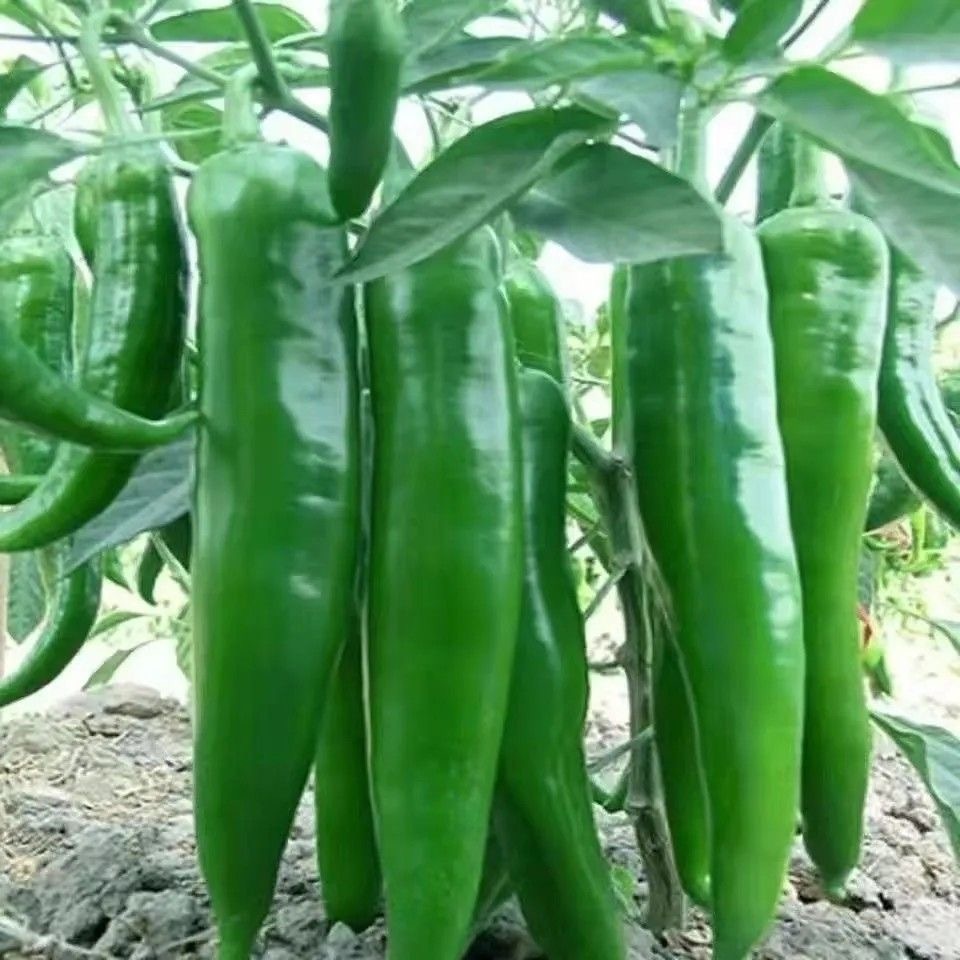100เมล็ด เมล็ดพันธุ์ พริกหวาน Giant Bell Pepper Seed Vegetable Seeds เมล็ดพันธุ์ผัก เมล็ดผัก เมล็ดพืช ผักสวนครัว ปลูกผัก - รูปที่ 4