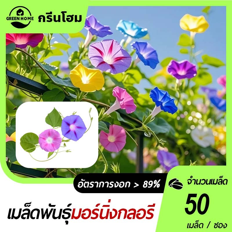 50 เมล็ด เมล็ดพันธุ์มอร์นิ่งกลอรี โตไว บานนาน เหมาะปลูกริมรั้วหรือระเบียง ราคาถูก