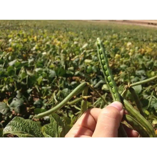 Mung Beans Seeds 20seeds Germinated Green Beans Green Beans for Making Snacks, Green Beans