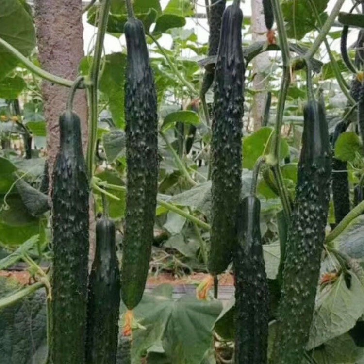 Green Long Cucumber Seed เมล็ดแตงกวาญี่ปุ่น - 30เมล็ด/ซอง อัตรางอกสูง เมล็ดพันธุ์แตงกวา Fresh Chinese Cucumber Seeds - รูปที่ 3