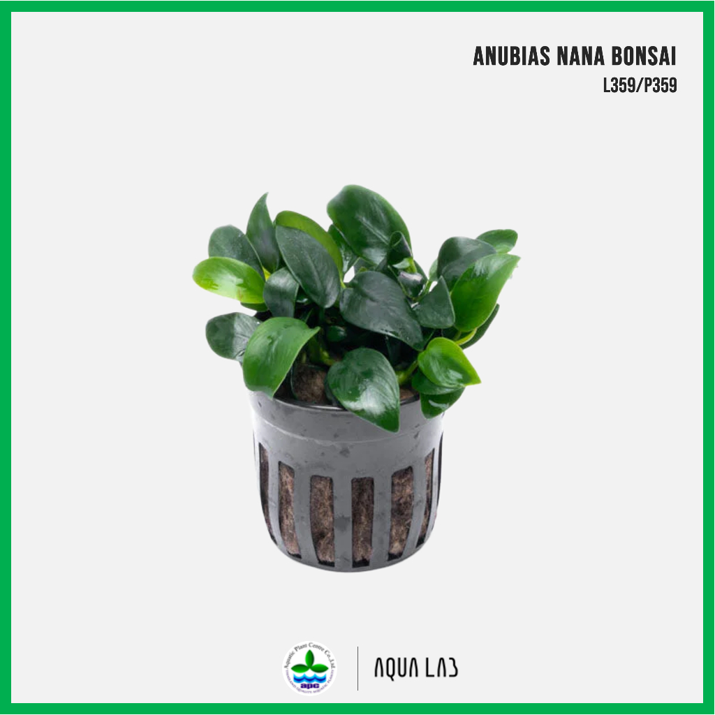 [APC] Anubias nana bonsai (อนูเบียสบอนไซ) [ไม้น้ำ - Aquatic Plant] L359/P359