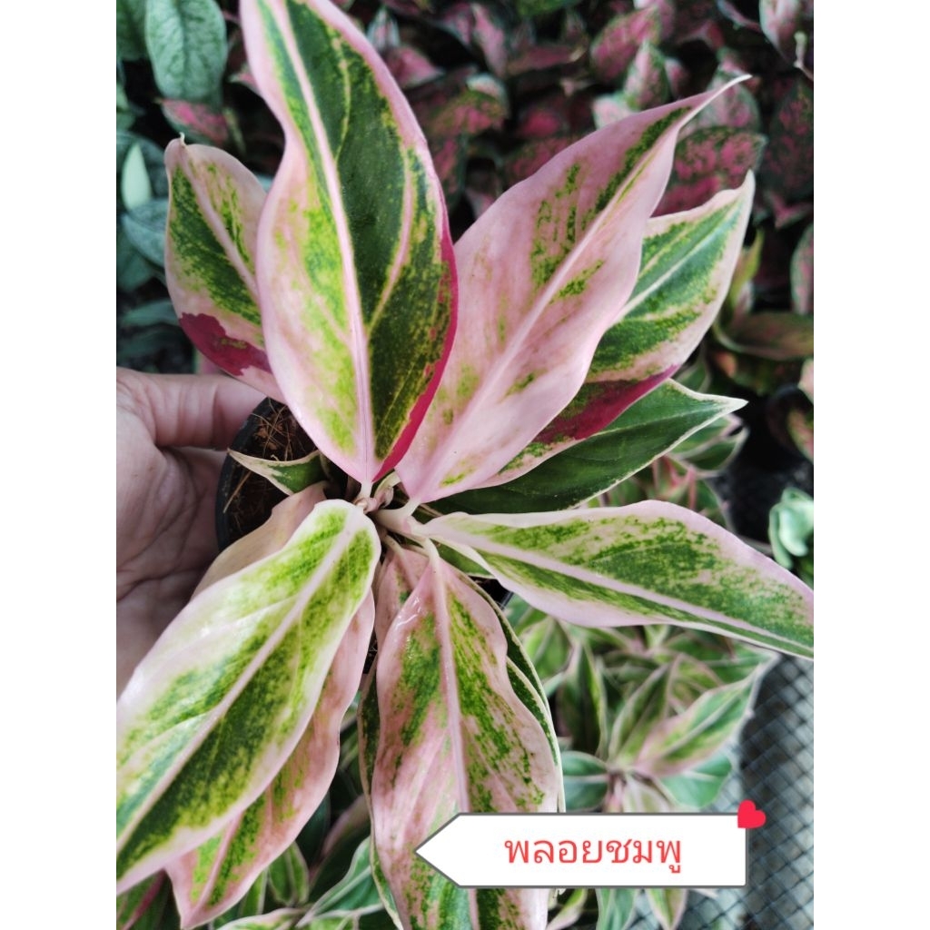 🌿💚ไม้มงคล ไม้ฟอกอากาศ ไม้จิ๋ว ❤️🌿 กระถาง3 นิ้ว 5แถม1♥️10แถม3 - รูปที่ 5