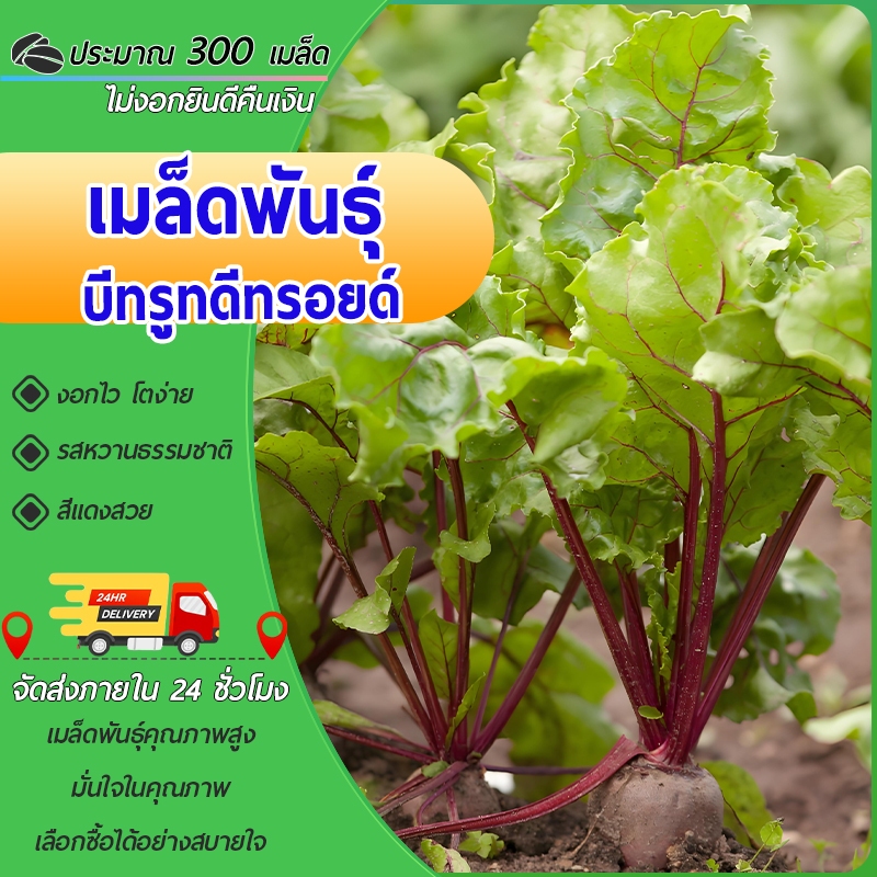300 เมล็ด เมล็ดพันธุ์บีทรูท ดีทรอยด์ เมล็ดบีทรูท ผักนำเข้า งอกง่าย รสหวาน สีแดงสวย คั้นน้ำ