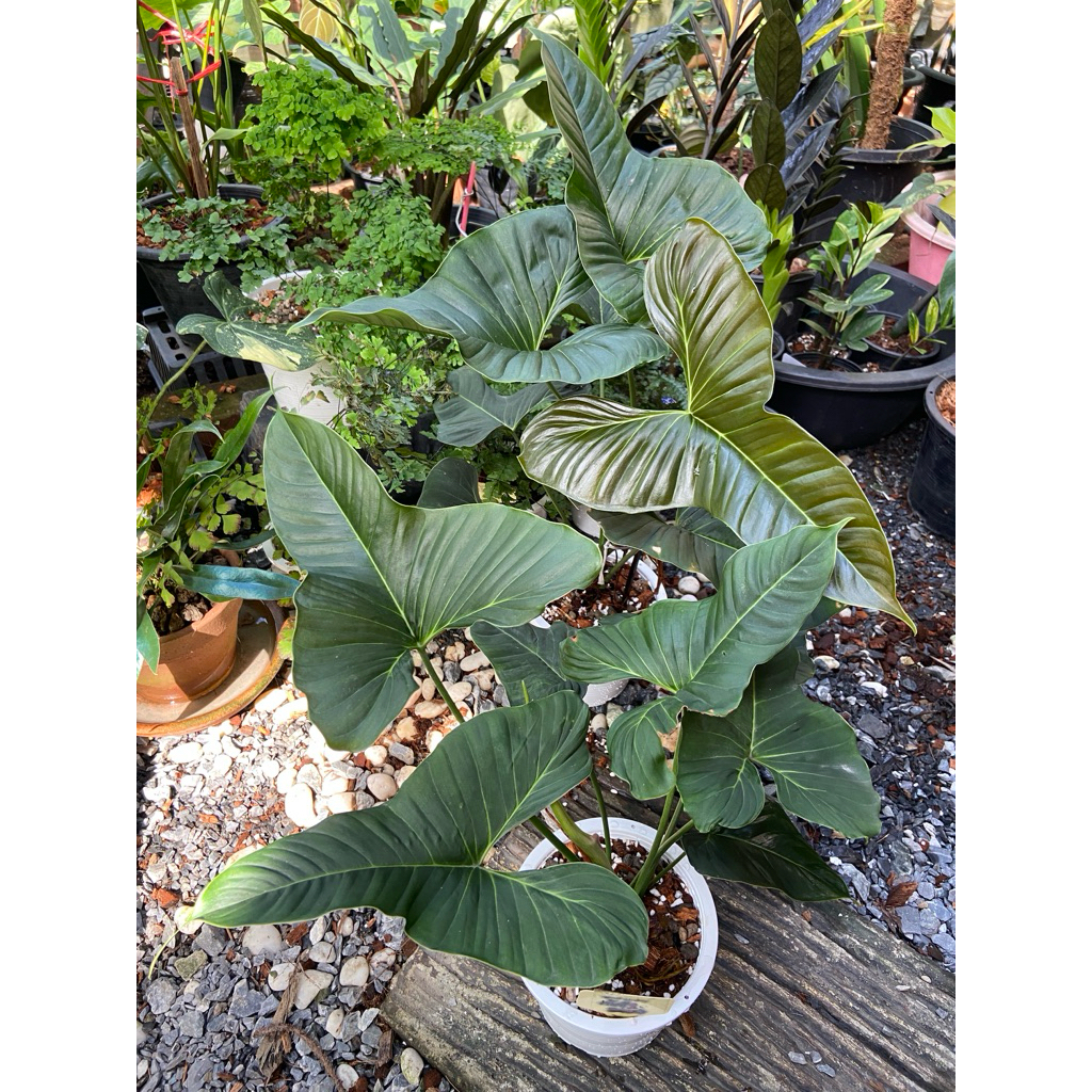 ต้นฟิโลเดนดรอน​ ลูพินัม Philodendron Lupinum เป็นไม้ฟิโลน่าสะสมใบน่ารัก  แปลงร่างได้เมื่อโตขึ้น หน้าใบกำมะหยี่