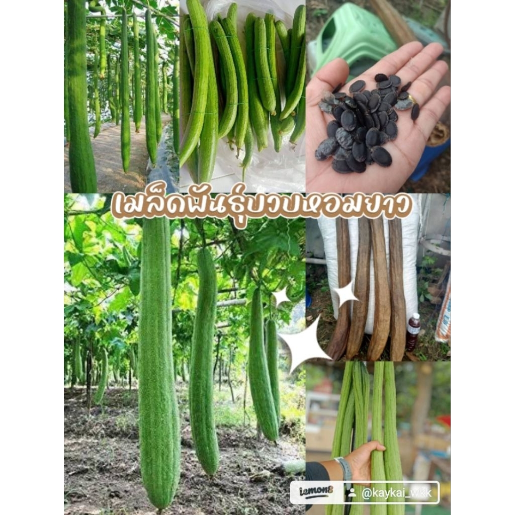 เมล็ดพันธุ์บวบหอมยาว บรรจุ 50เมล็ด 69บาท