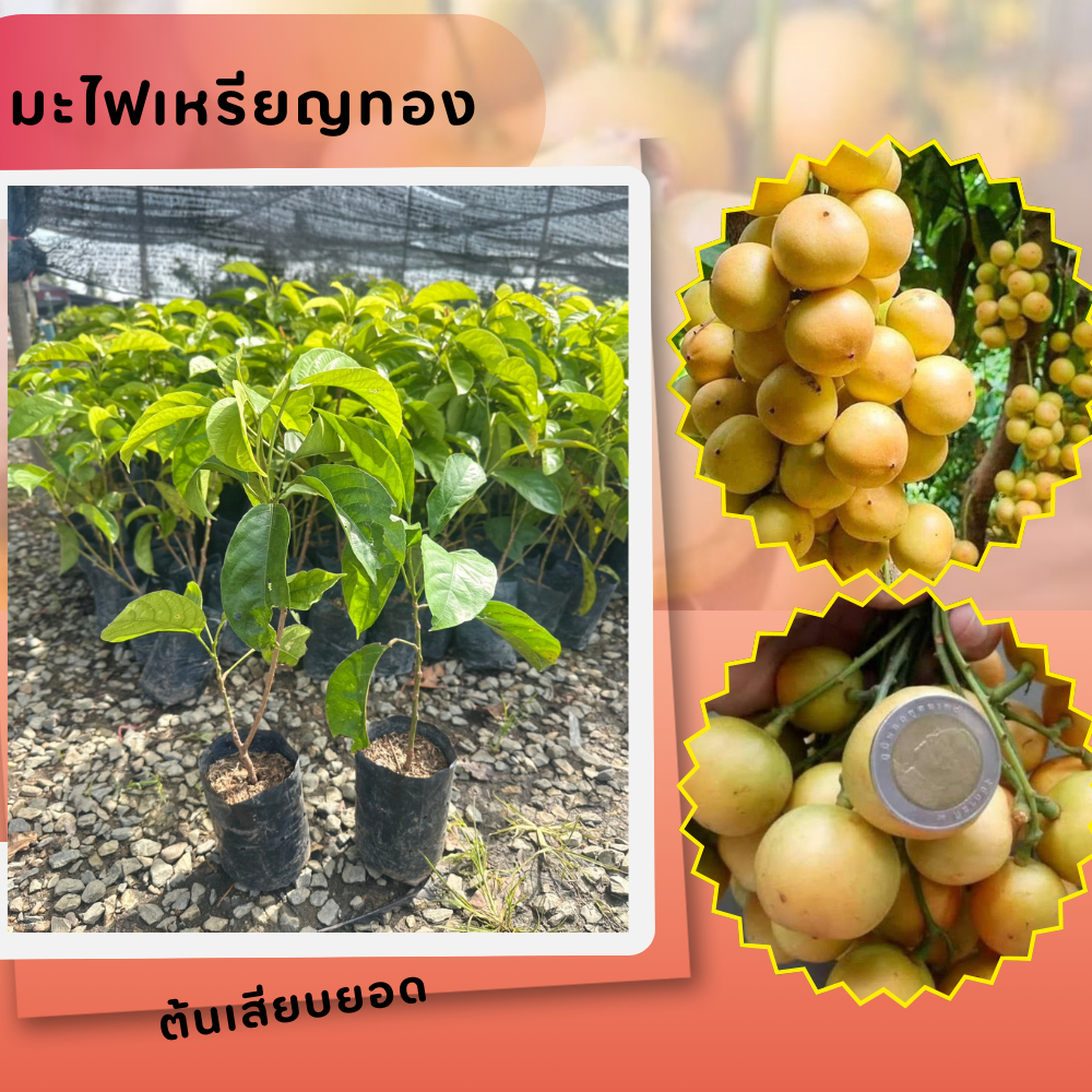 โปร (1 แถม 1 ) ต้นมะไฟเหรียญทอง ต้นเสียบยอด สูง40เซนขึ้น พร้อมปลูก พร้อมส่ง