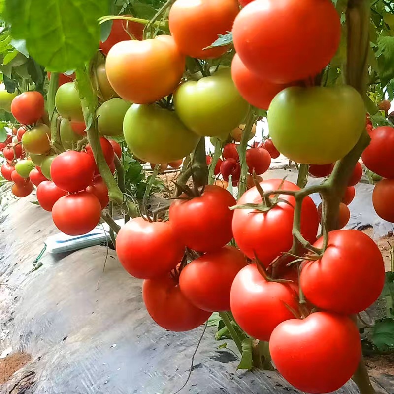 300 Seeds Giant Tomato Seeds ปลูกง่าย เมล็ดพันธุ์ มะเขือเทศ มะเขือเทศยักษ์ Organic Vegetable Seeds เ