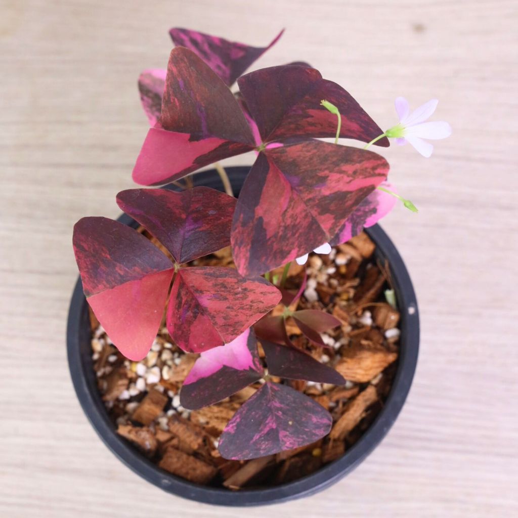 Oxalis Triangularis Variegated ผีเสื้อราตรีด่าง ลายด่างสวย สีเข้มโดดเด่น ไม้สะสม ฟอร์มหายาก