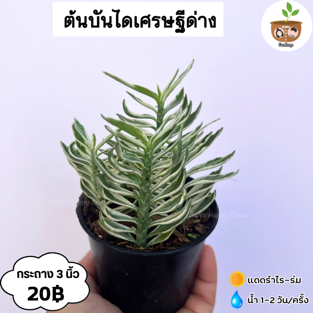 ต้นบันไดเศรษฐีด่าง จัดส่ง 2 ต้นขึ้นไป คละแบบได้