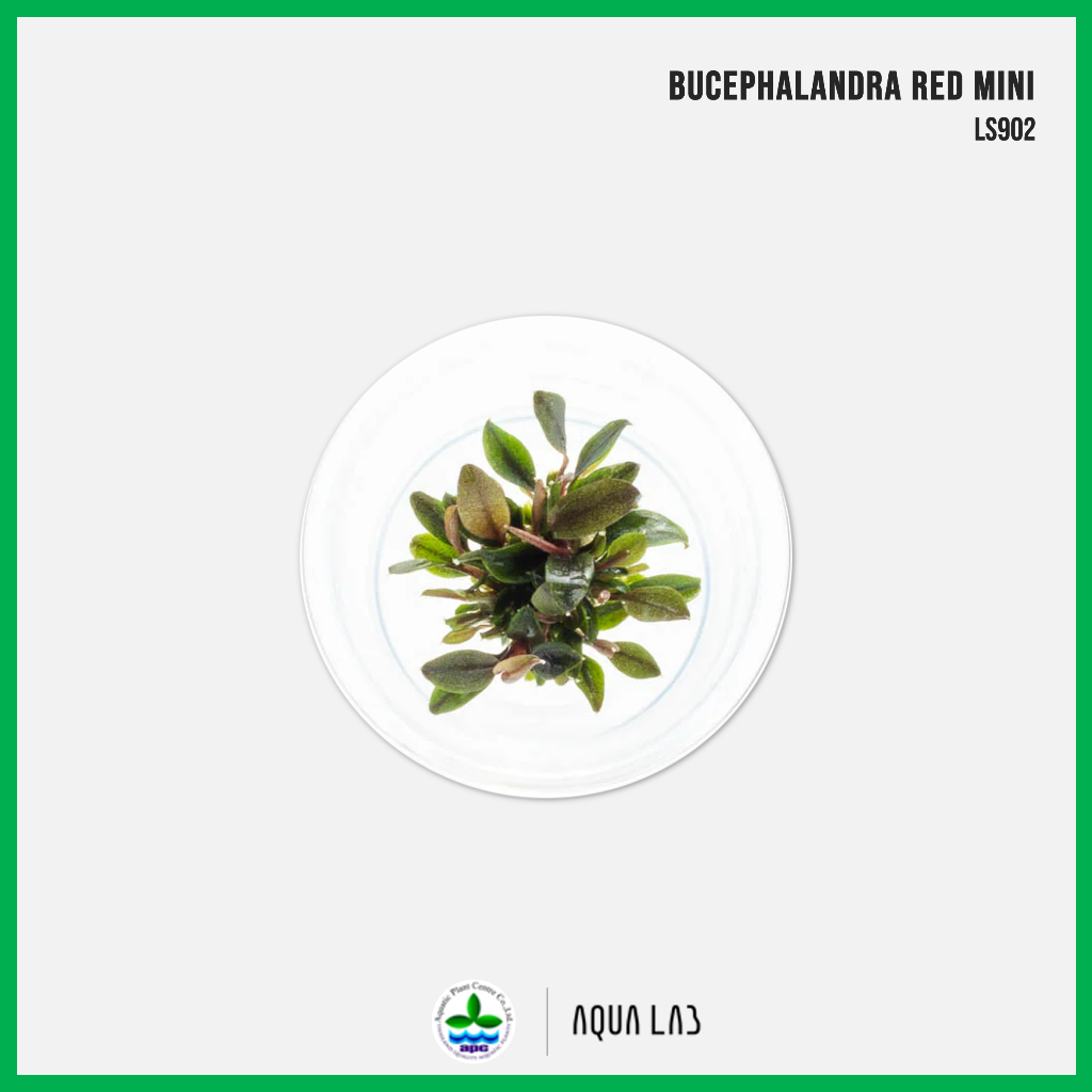 [APC] Bucephalandra red mini (บูเซปเรดมินิ) [ไม้น้ำ - Aquatic Plant] LS902