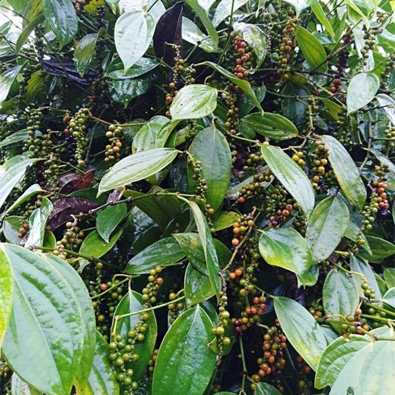 อัตราการงอกสูง เมล็ดพันธุ์พริกไทยดำ 15 เมล็ด | ปลูกง่าย Black peppercorn plant seeds