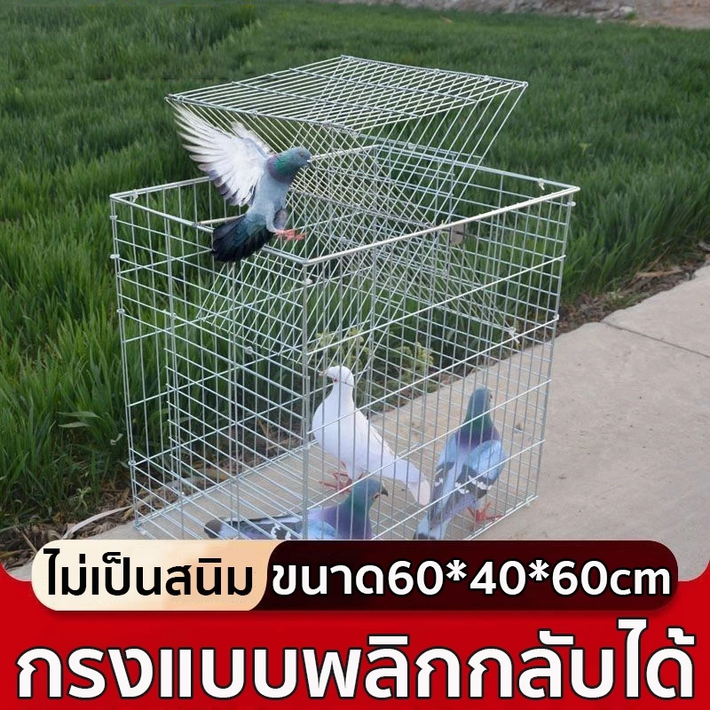 *เข้าได้แต่ออกไม่ได้* Flip Cage กรกดักนกเขา เพนียดดักนก กรงกับดักนกพิราบ ดักนกได้หลายชนิด