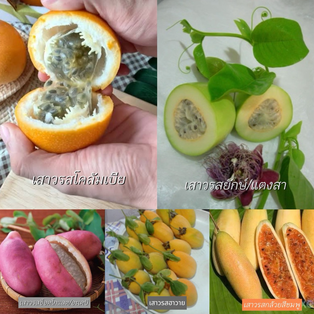 #เสาวรสหวาน รสชาติหวานหอมคล้ายลิ้นจี่ผสมน้ำผึ้ง ไม่มีเปรี้ยว ลูกยาวรีเหมือนกล้วย