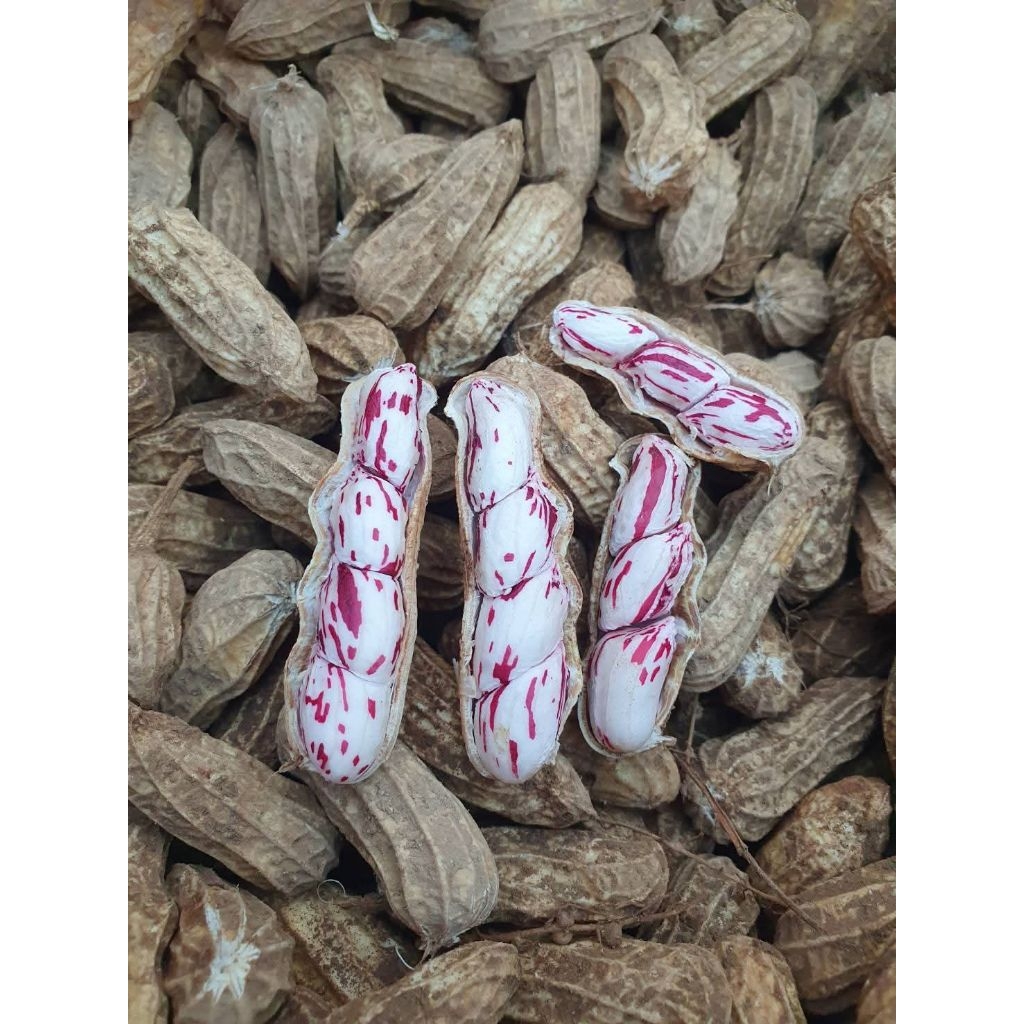 ถั่วดินดิบลายเสือ,ถั่วลิสงลายดิบ800gm.(8ขีด)