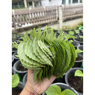 เมล็ดใบงาเกาหลีของแท้ 70-80เมล็ด พร้อมสอนปลูกทุกขั้นตอน #แกนิบ 깻잎 #ใบงาเกาหลี #Gaennip #KoreanPerilla