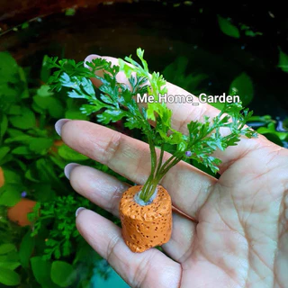 🍃🍃เฟิร์นผักชี 🍃🍃ไม้น้ำหลอดเซรามิกค์1ชุดมี3หลอด
