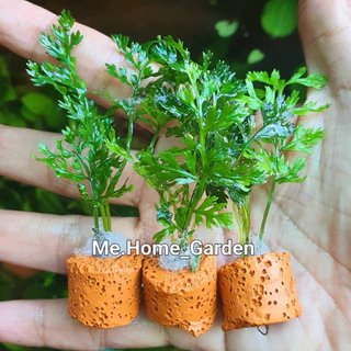 🍃🍃เฟิร์นผักชี 🍃🍃ไม้น้ำหลอดเซรามิกค์1ชุดมี3หลอด