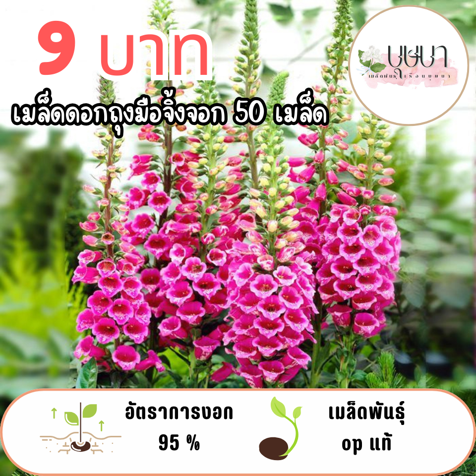 เมล็ดถุงมือจิ้งจอก  9 บาท