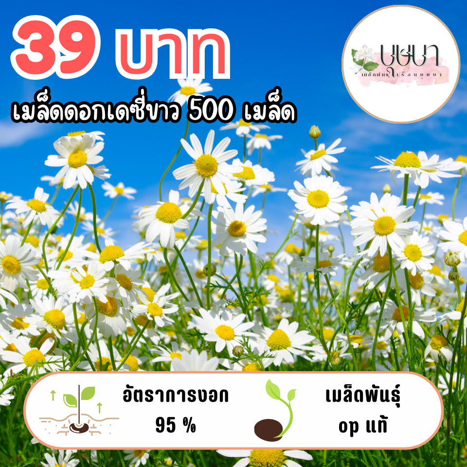 เมล็ดดอกเดซี่ขาวล้วน 39บาท