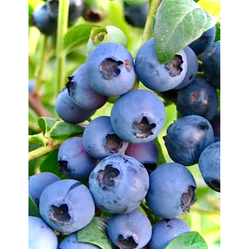 Biloxi Blueberry Tree ต้นพันธุ์ บลูเบอร์รี่ สายพันพันธุ์ Biloxi 🇺🇸🇺🇸 ต้นแข็งแรง ผลดก ผลขนาดกลาง เนื้อแน่น สีสวย รสชาติดี