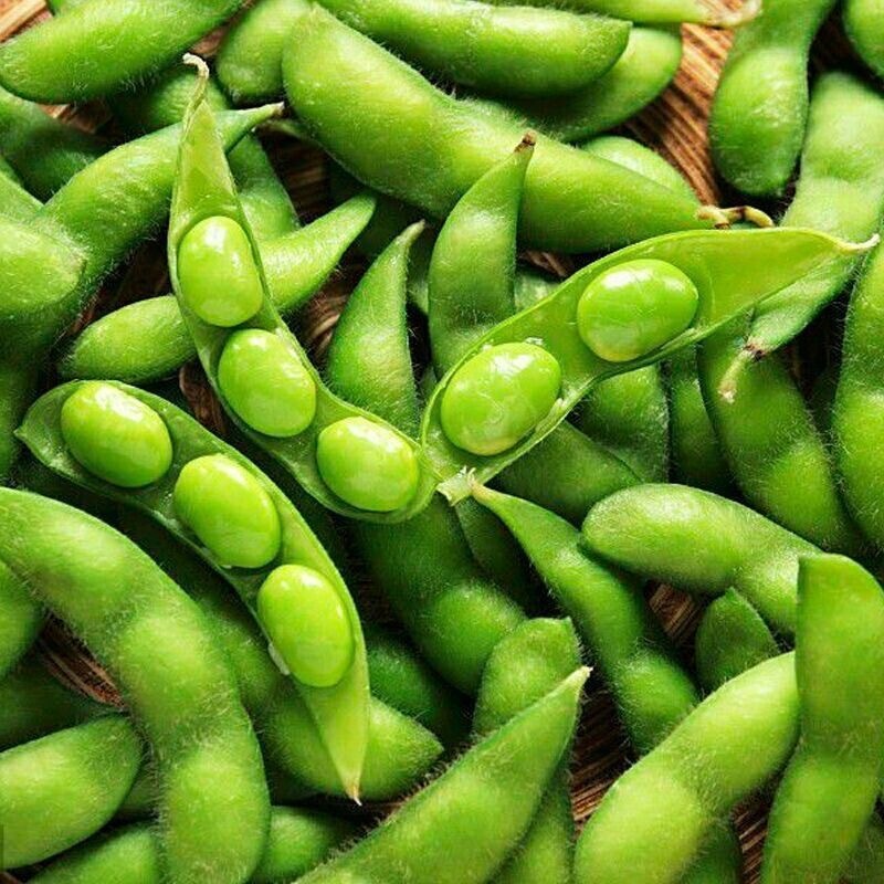 ปลูกง่าย ของแท้ 100% เมล็ดพันธุ์ ถั่วแระญี่ปุ่น คาริคาชิ High Yield Edamame Seeds 500 เมล็ด เมล็ดผักสวนครัว