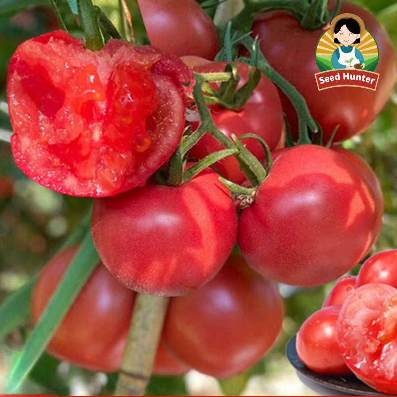300เมล็ด/ซอง เมล็ดพันธุ์ มะเขือเทศ มะเขือเทศยักษ์ High Yield Giant Tomato Seeds เมล็ดมะเขือเทศ เมล็ดพันธุ์ผลไม้