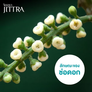 จิตตรา ต้นลองกองพันธุ์ตันหยงมัส เสียบยอดสูง 50-70 ซม. รากแน่น โตไว ให้ผลเร็ว พร้อมส่ง เคลมฟรี