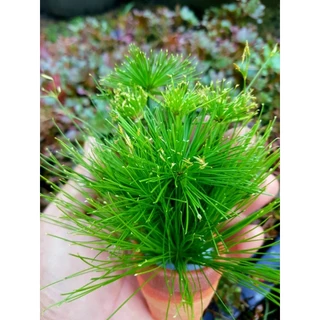 ☘️กกญี่ปุ่น☘️ไม้น้ำตู้ปลา☘️บ้าน🦞น้องกุ้ง🦐อ่างปลา🦭☘️จัดได้ตามต้องการ.☘️พร้อมสวยเสมอค่ะ..4เเถม1☘️☘️