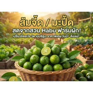 ส้มจี๊ด มะปี๊ด (ส้มจี๊ด) (calamansi) | ส่งตรงจากจันทบุรี ส้มจี้ด มะปี้ด