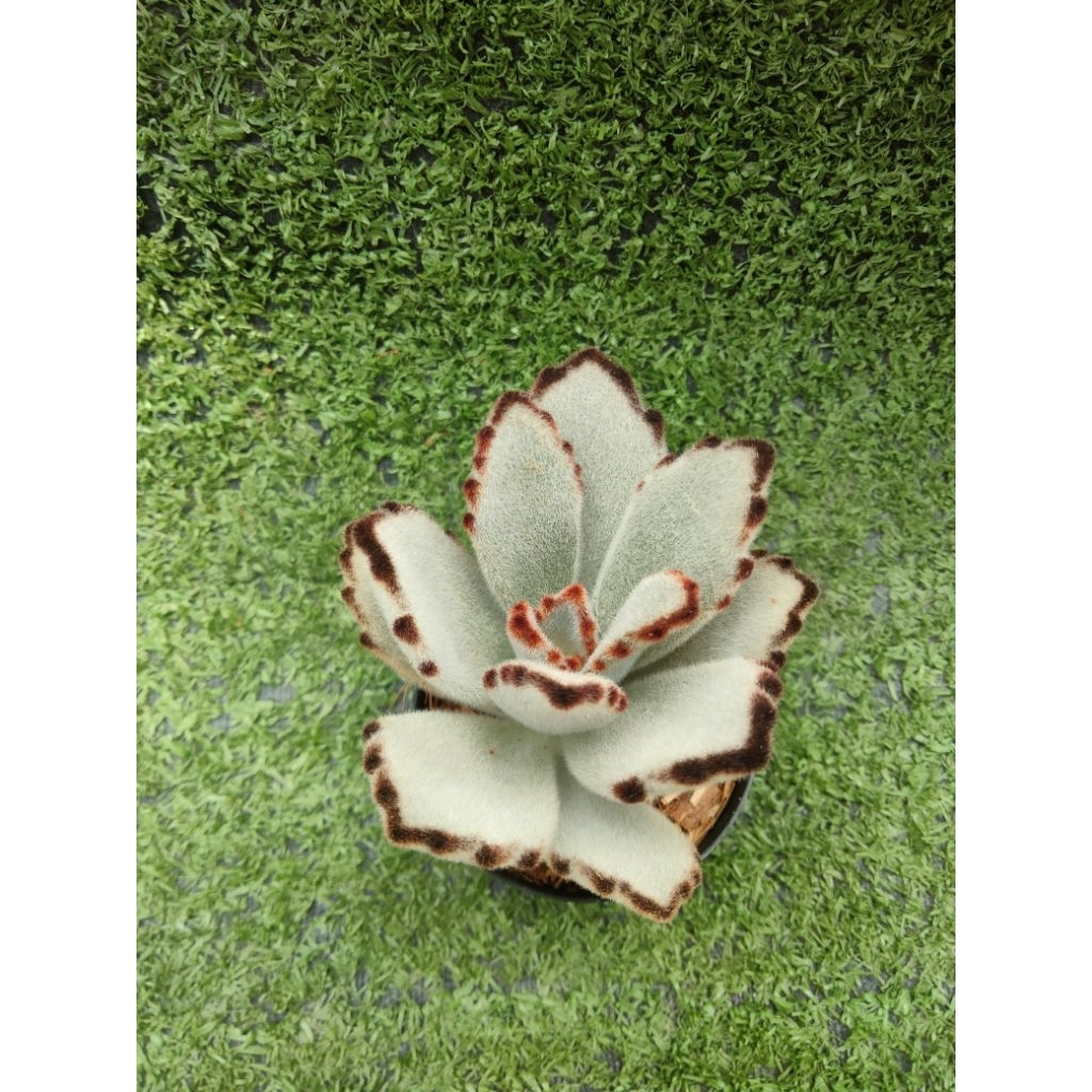 ไม้อวบน้ำ "แพนด้า" (KalanchoeTomentosa " Panda Plant " ) ไม้ในกระถาง2"
