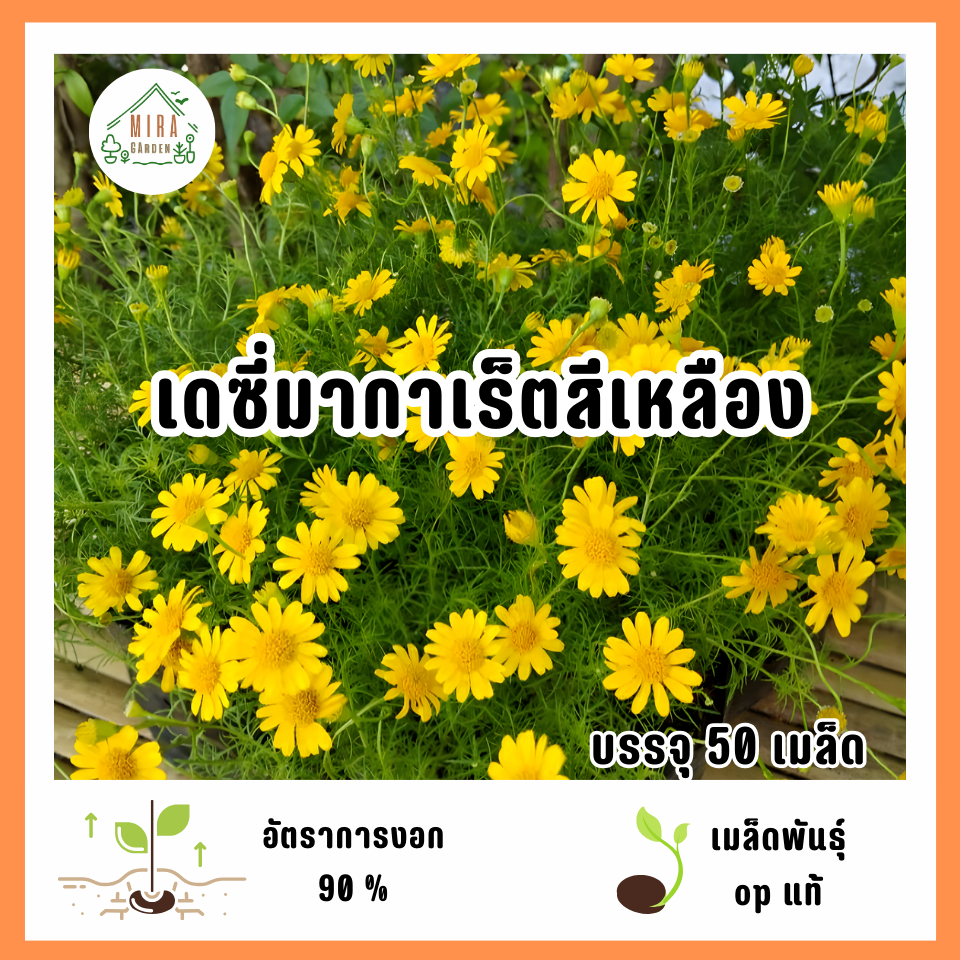 เมล็ดพันธุ์ดอกเดซี่มากาเร็ตสีเหลือง 50 เมล็ด