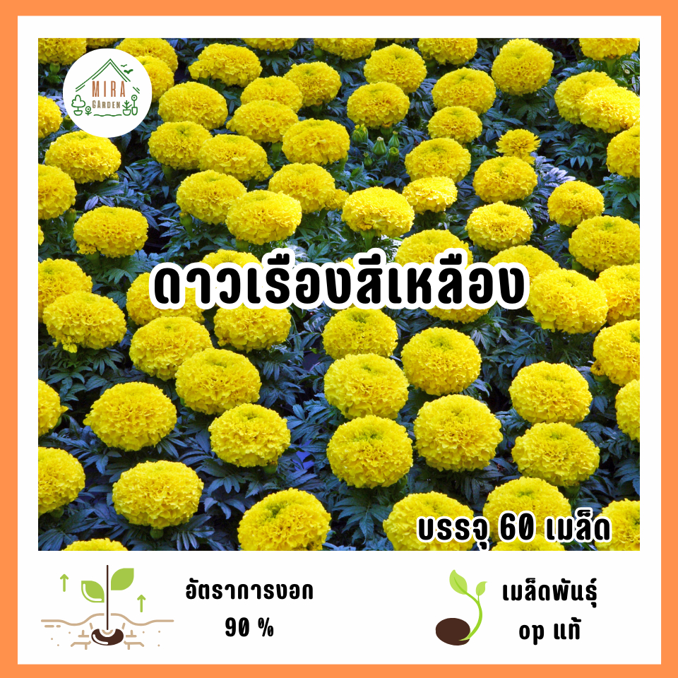 เมล็ดพันธุ์ดอกดาวเรืองสีเหลือง 60 เมล็ด