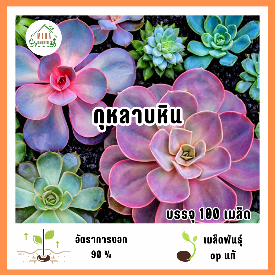 เมล็ดพันธุ์กุหลาบหิน 100 เมล็ด
