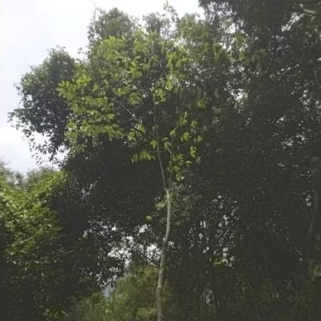 ต้นอินจัน 4 เมตรขึ้นไป GOLD APPLE TREE