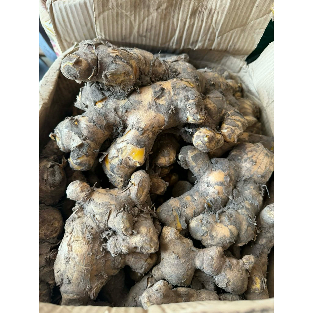 ไพลสด ว่านไพล ไพลเหลือง แก่ จากสวน พร้อมส่ง ขนาด 1 kg