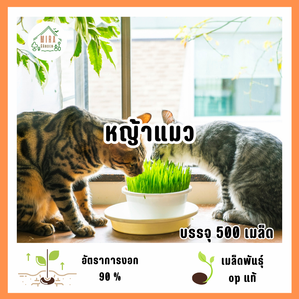 เมล็ดพันธุ์หญ้าแมว 500 เมล็ด