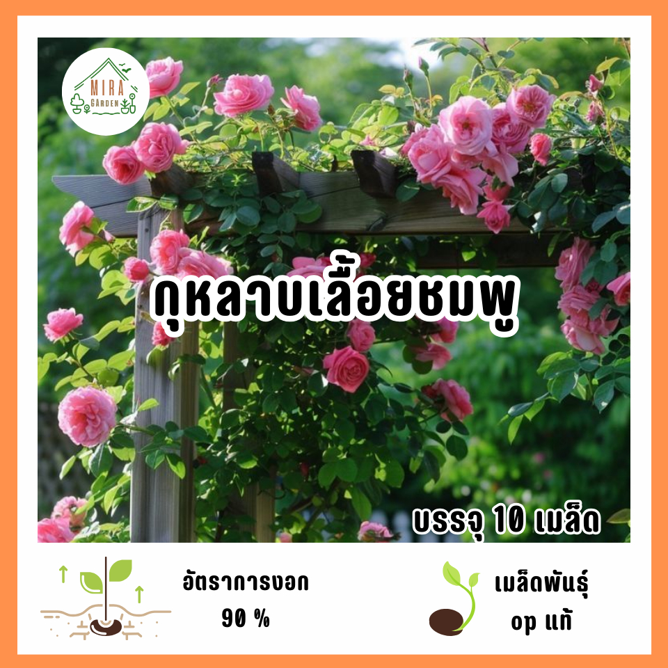 เมล็ดพันธุ์ดอกกุหลาบเลื้อยสีชมพู 10 เมล็ด