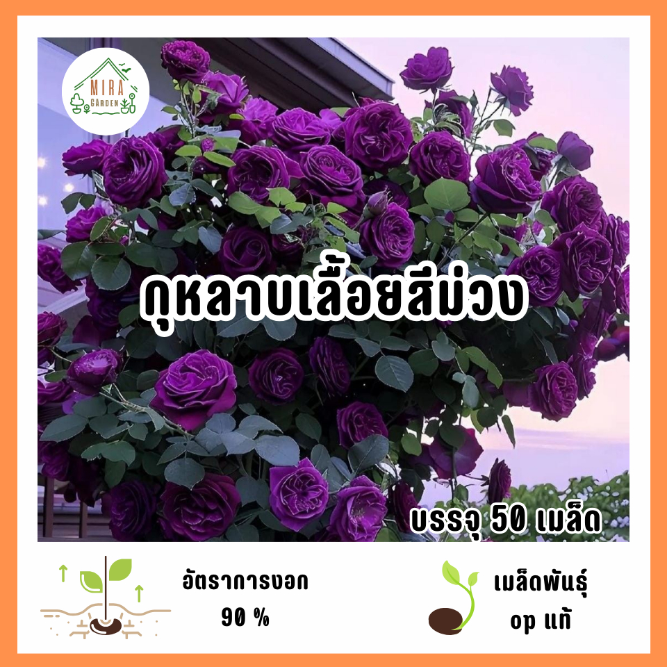 เมล็ดพันธุ์ดอกกุหลาบเลื้อยสีม่วง 50 เมล็ด
