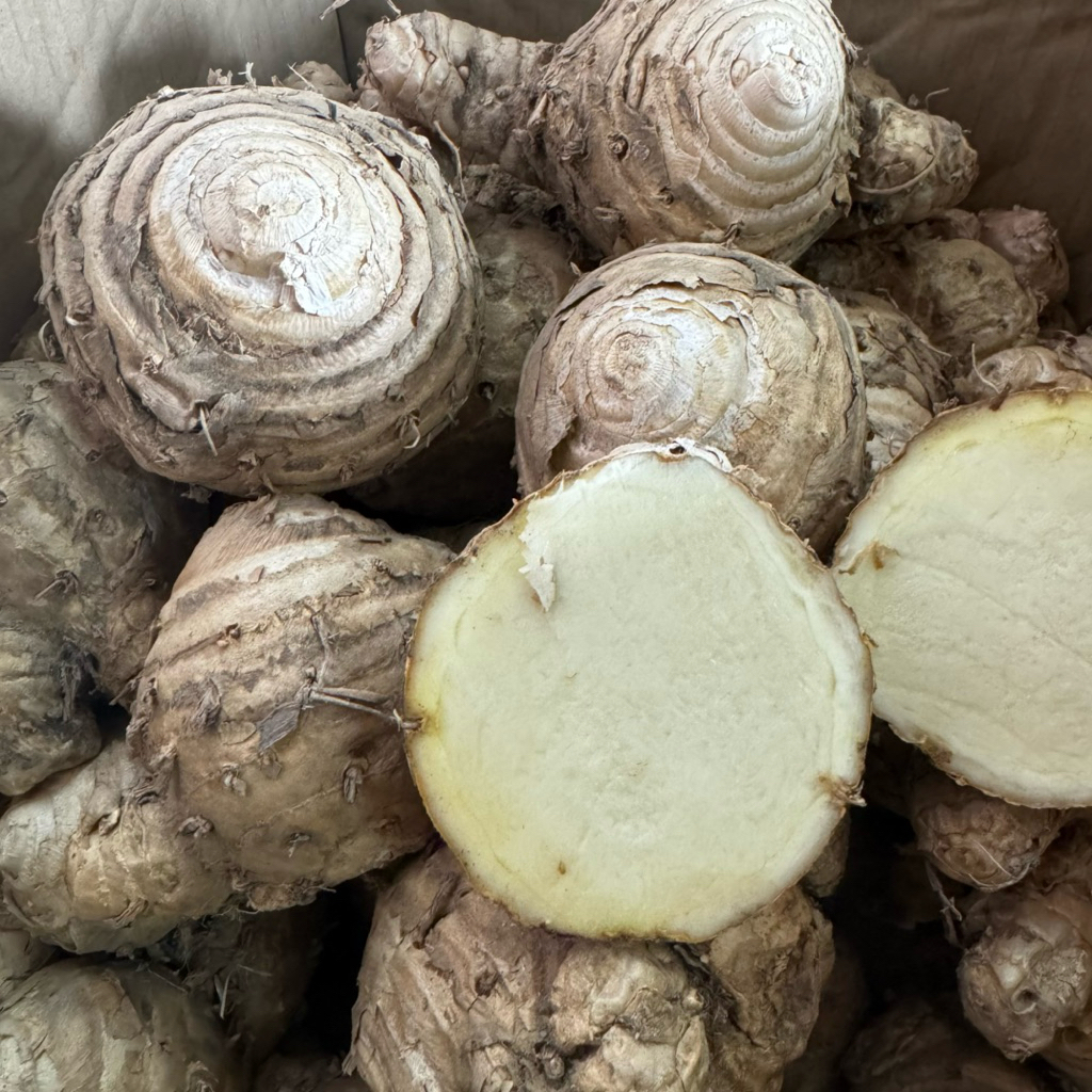 ว่านชักมดลูก ขนาด 1 kg (ตัวเมีย)