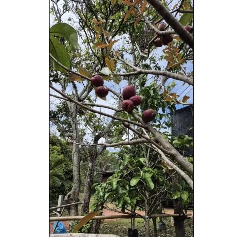 ต้นชมพู่มะเหมี่ยวติดลูกแล้วต้นใหญ่ 3 เมตร Malay Rose Apple