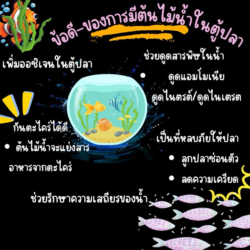 ไม้น้ำพร้อมกระถาง 10แถม1 แต่งตู้ปลา thumbnail 3
