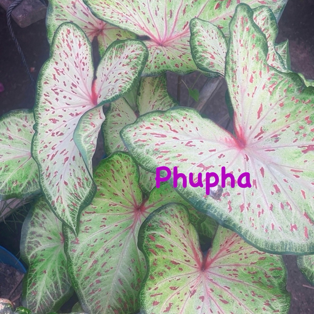 บอนสีหงส์สุวรรณ แถมหัวบอนสีอิเหนา1.(อ่านรายละเอียดด้านล่าง)