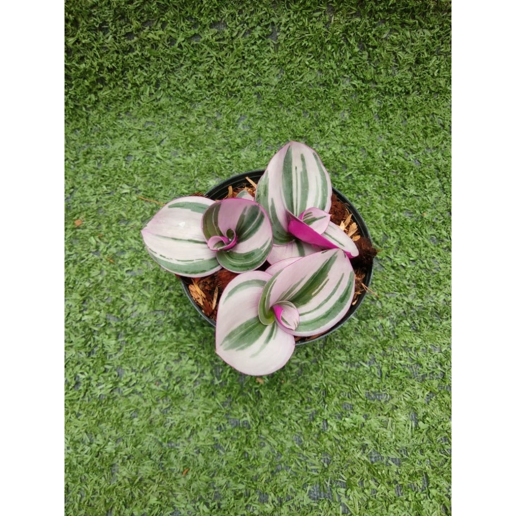 ต้นสายใยรักด่างชมพู [ Tradescantia zebrina bosse ] ในกระถาง3"