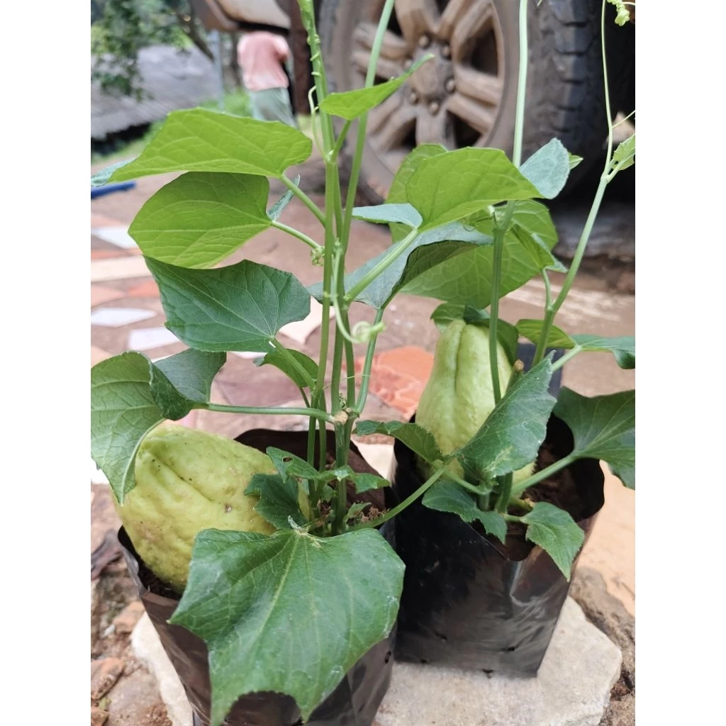 ฟักเเม้วในถุงดำ🍐พร้อมอนุบาล🍐เพิ่มโอกาสการปลูกติด💥