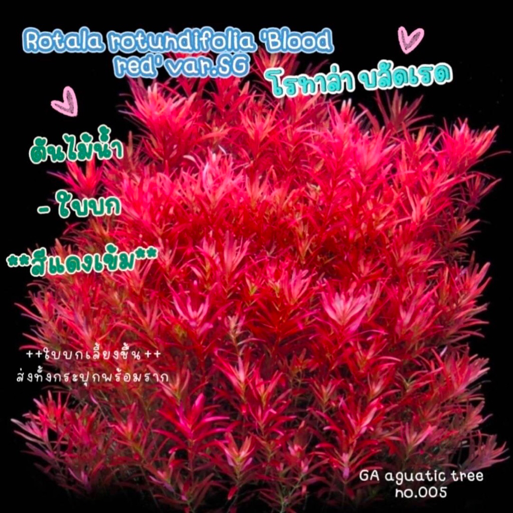 ต้นไม้น้ำ โรทาล่าบรัชเรดRotala rotundifolia 'Blood red'(จัดส่งทั้งกระปุก5กระปุก แถม 2 กระปุก เลือกคละแบบในร้านได้)no.005