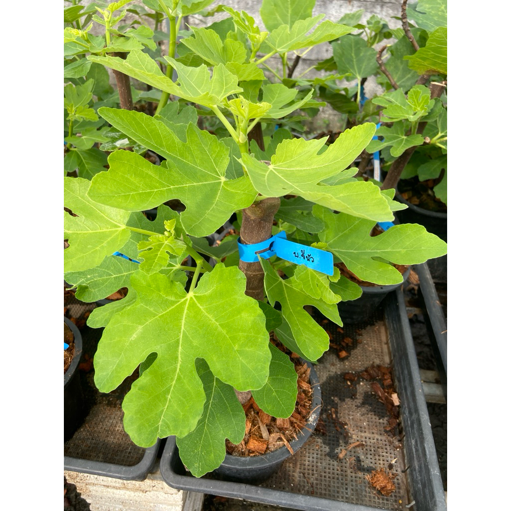 ต้นมะเดื่อฝรั่งแบล็คจีนัว ตอใหญ่จัมโบ้/black genua figs tree