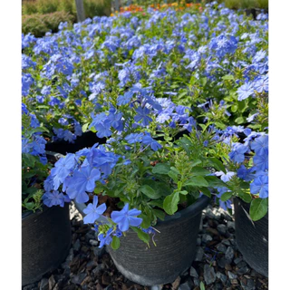 พยับหมอก ดอกไม้สีฟ้าสวยละมุน อึดทนปลูกเลี้ยงง่าย Cape leadwort, blue plumbago