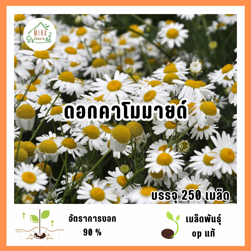 เมล็ดพันธุ์ดอกคาโมมายด์ 250 เมล็ด